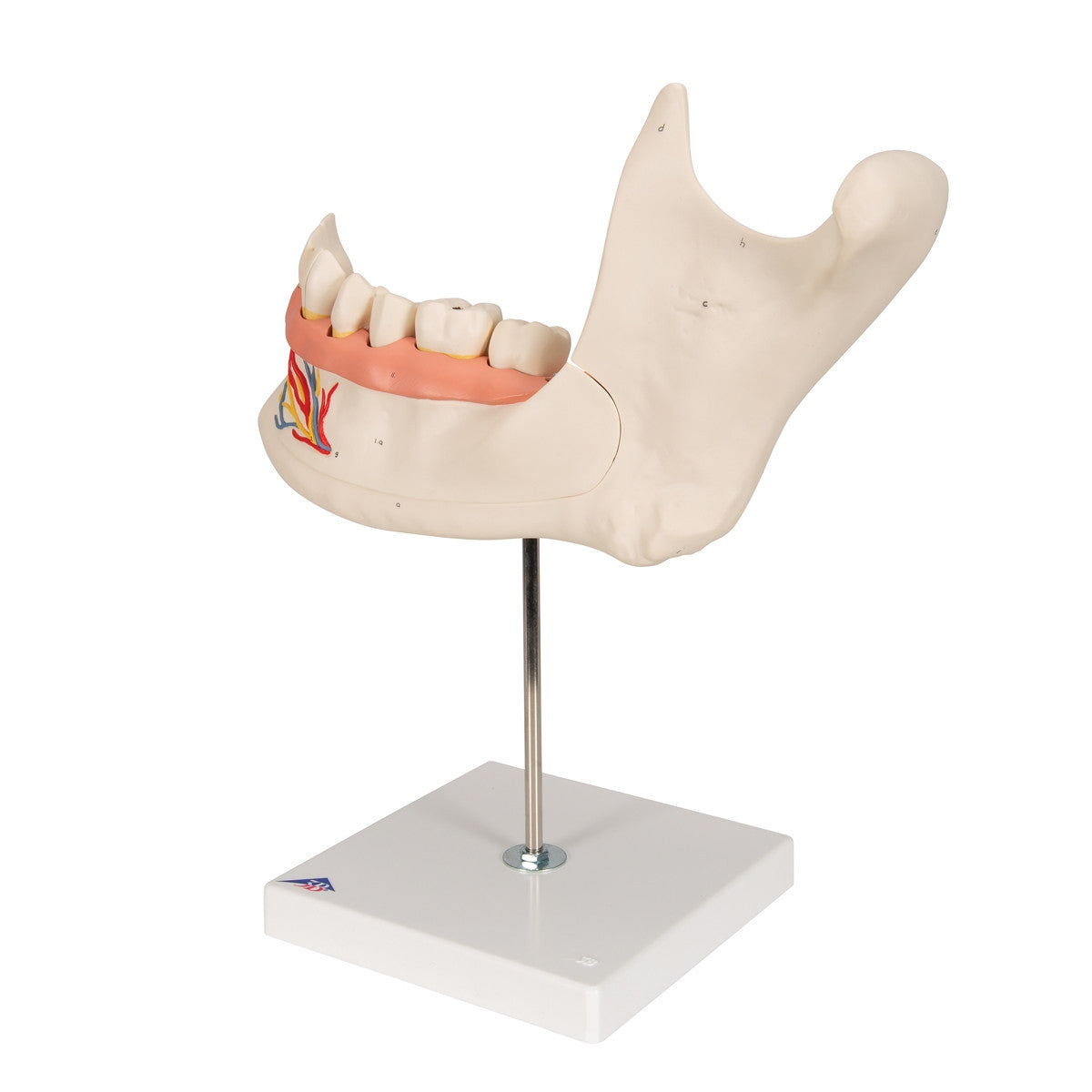 Half Lower Jaw Model (3 times full size, 6 part)