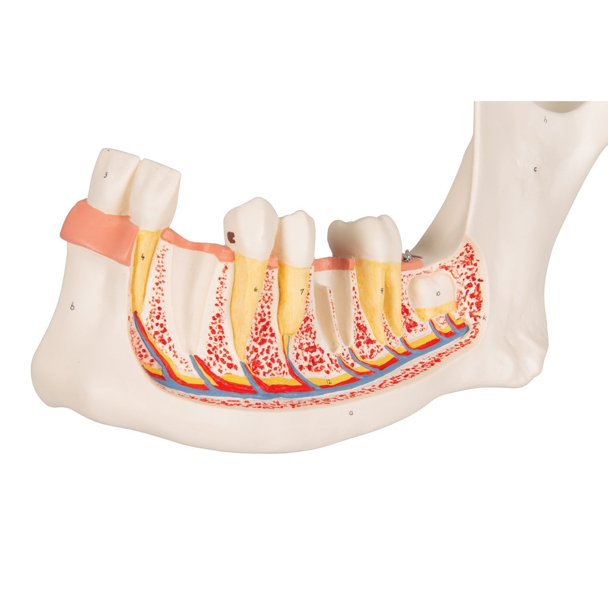 Half Lower Jaw Model (3 times full size, 6 part)
