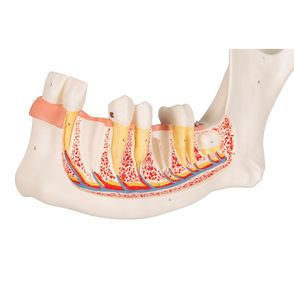 Half Lower Jaw Model (3 times full size, 6 part)