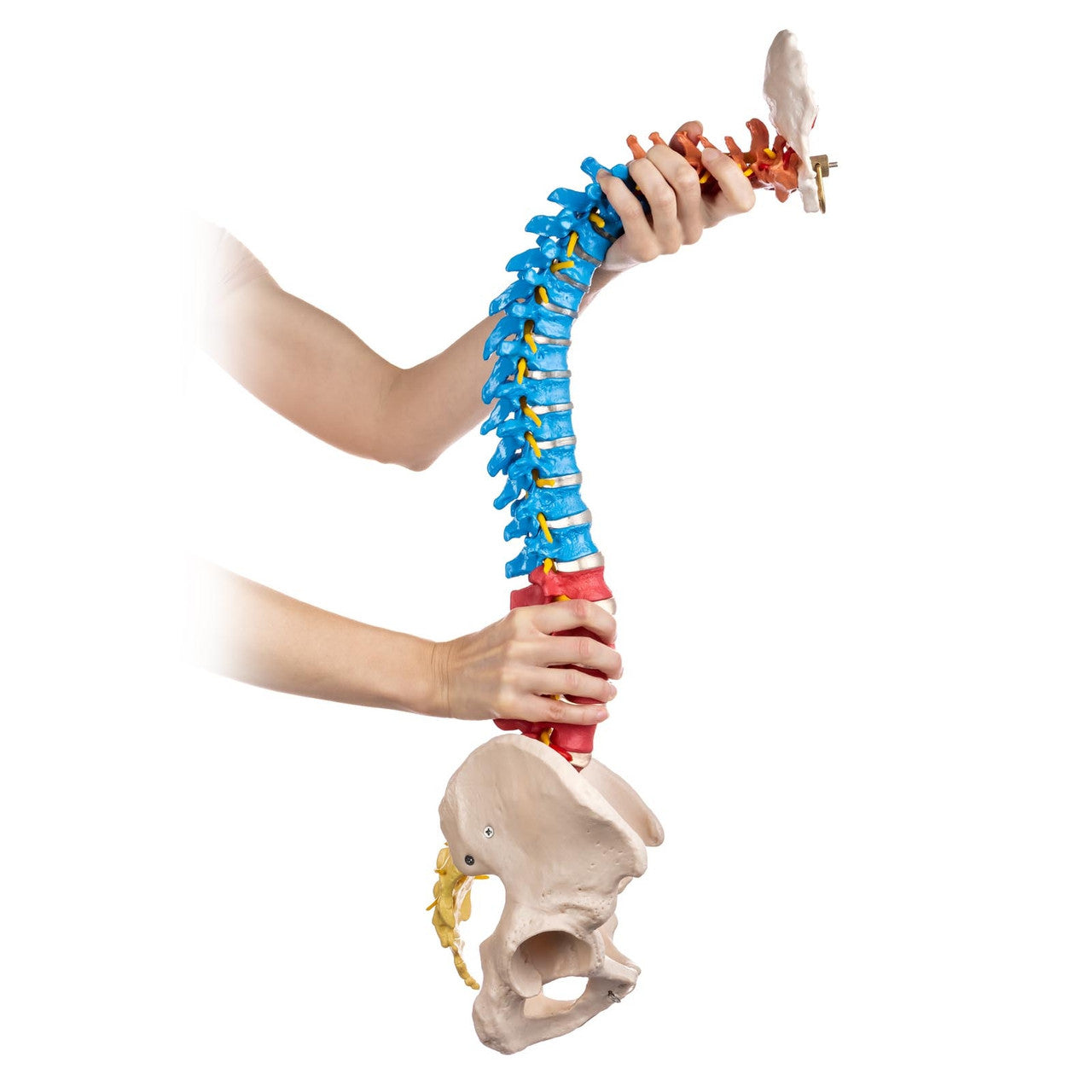 Budget Flexible Didactic Spine Model with Pelvis