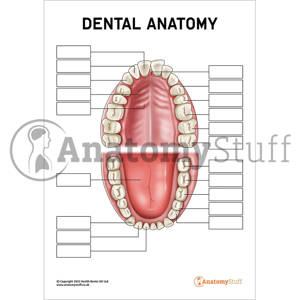 Dental Anatomy Poster / Worksheet (Interactive & Printable PDF)
