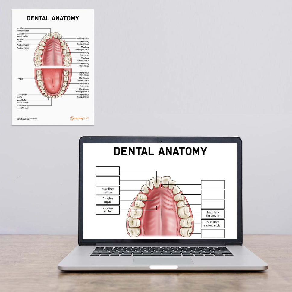 Dental Anatomy Poster / Worksheet (Interactive & Printable PDF)