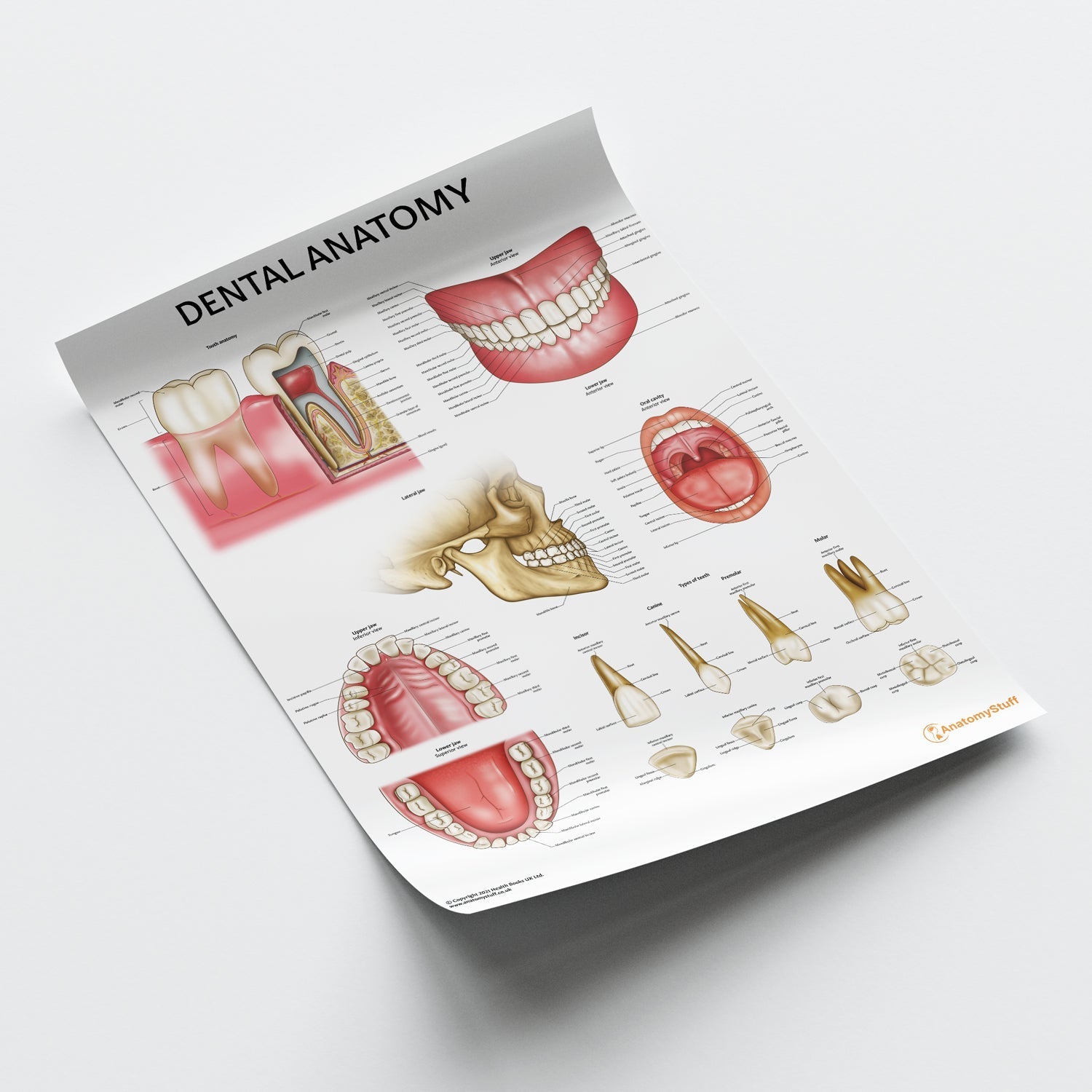 Dental Anatomy Chart / Poster - Part of Collection