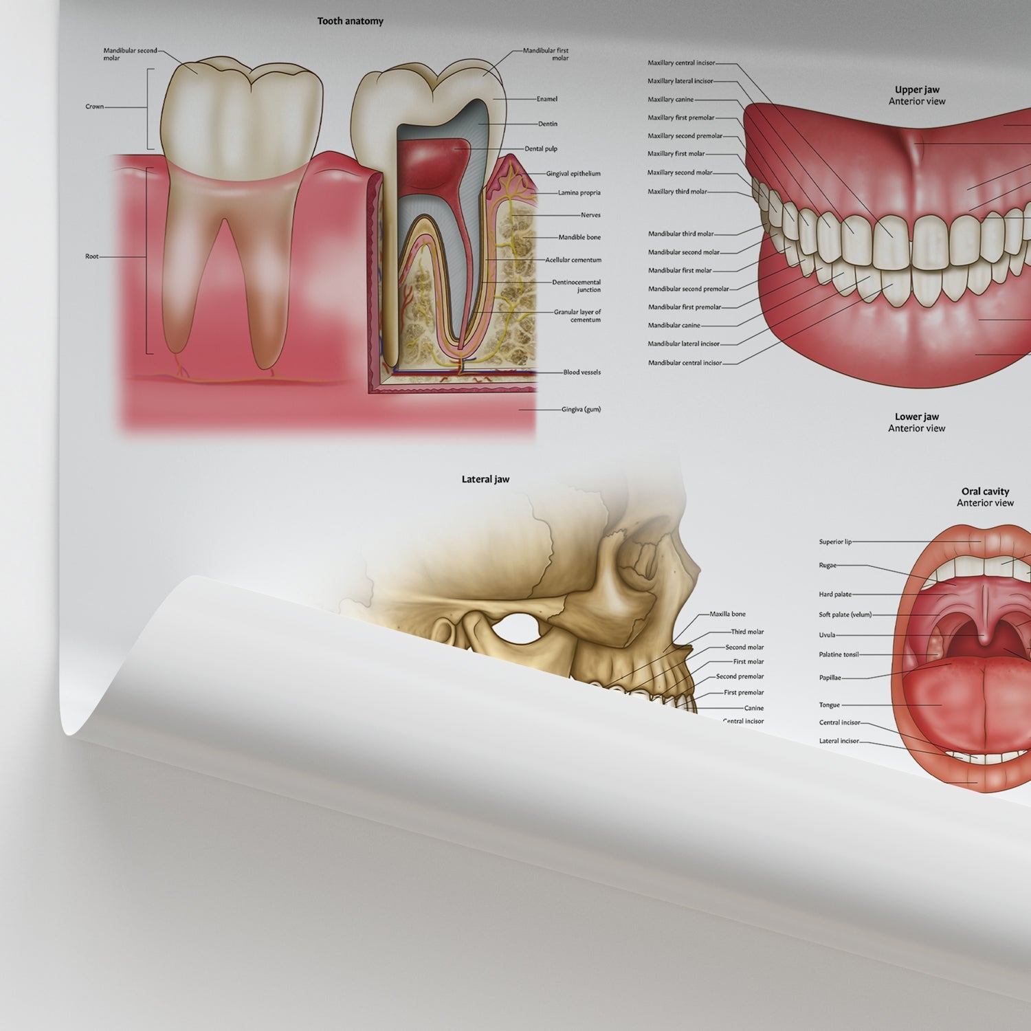 Dental Anatomy Chart / Poster - Part of Collection