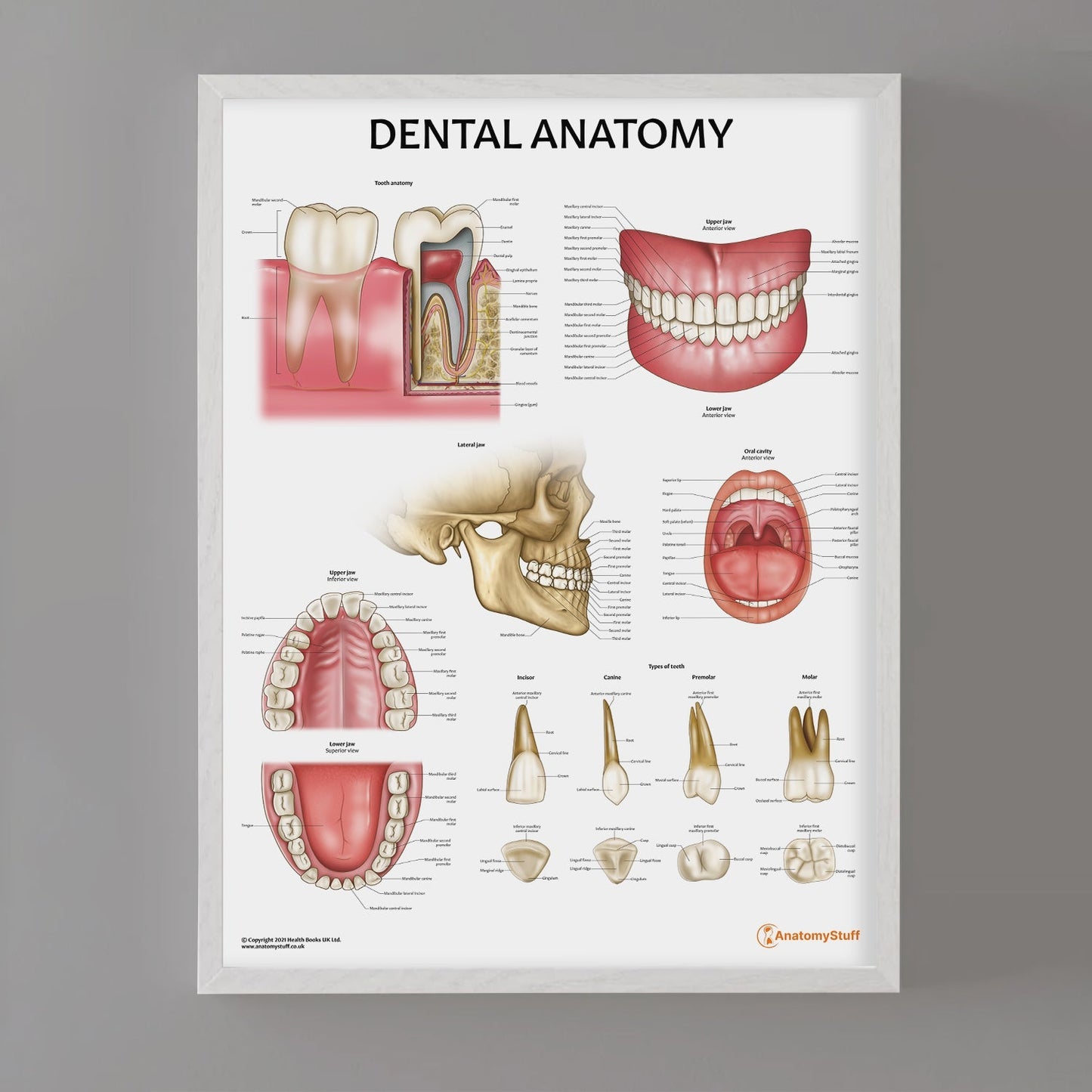 Dental Anatomy Chart / Poster - Part of Collection