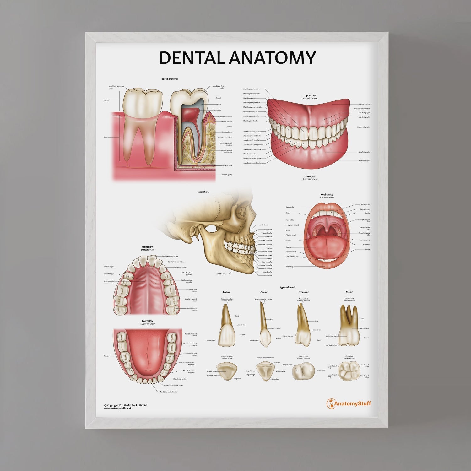 Dental Anatomy Chart / Poster - Part of Collection
