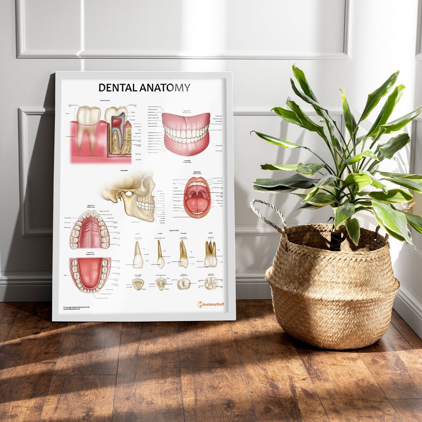 Dental Anatomy Chart / Poster - Part of Collection