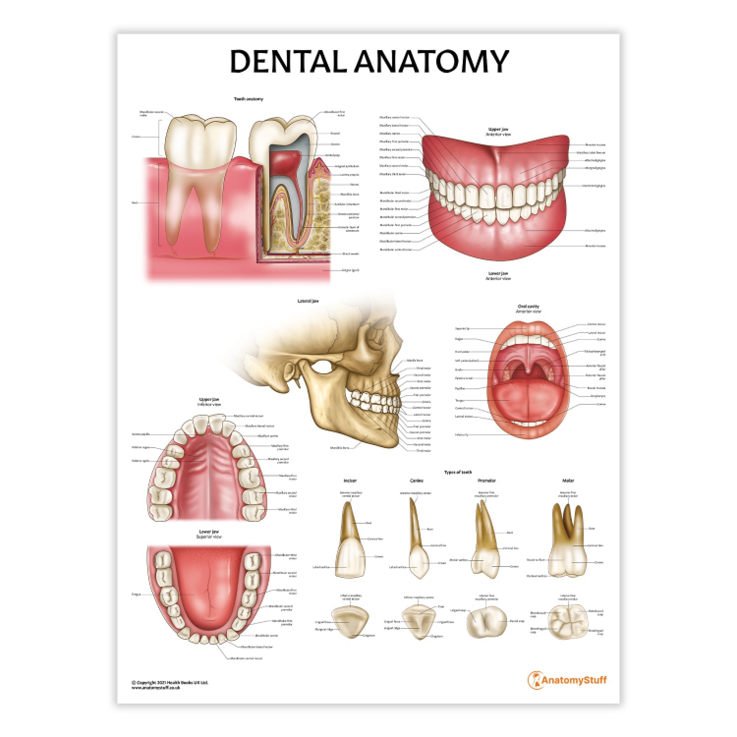 Dental Anatomy Chart | Teeth Jaw Poster | Tooth Anatomical – AnatomyStuff