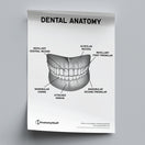 Switch Dental Anatomy Poster PDF 2 image