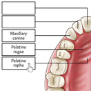 Switch Dental anatomy worksheet 2 image