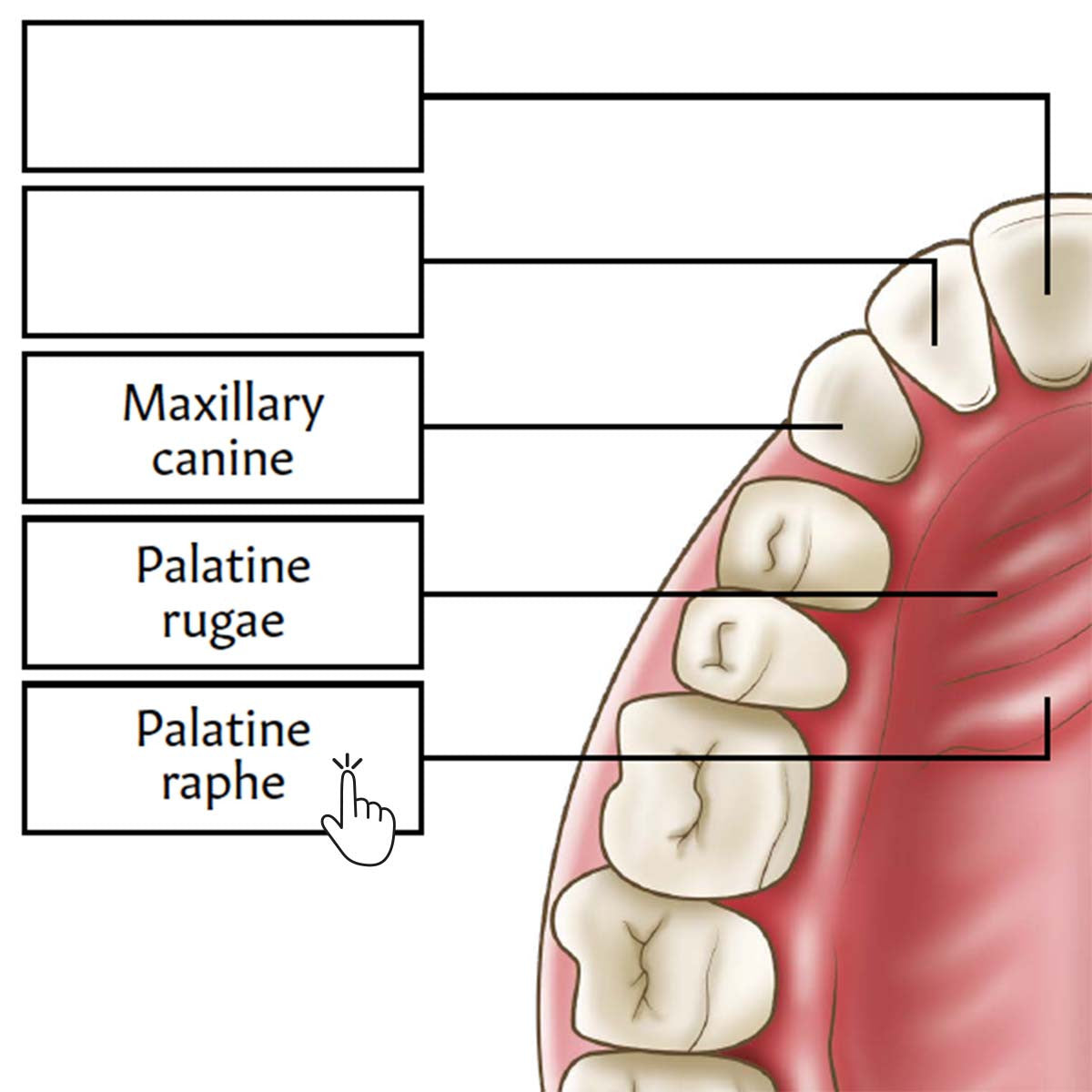 Dental anatomy worksheet