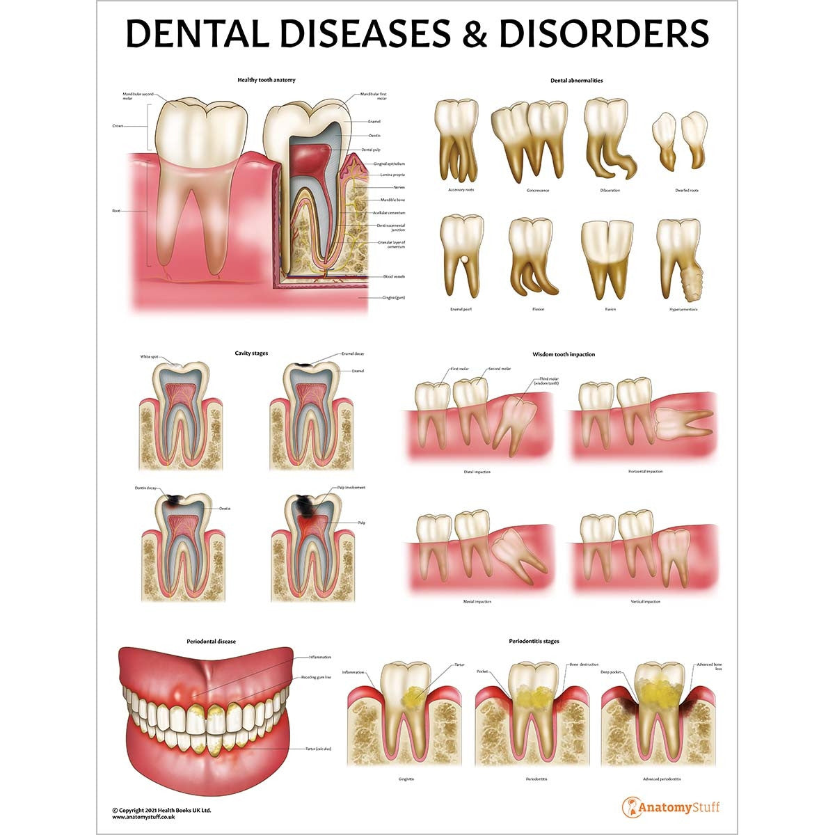 Dental Anatomy & Pathology Collection