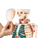 Switch The 3 part skull features a movable jaw and a removable calvarium 2 image