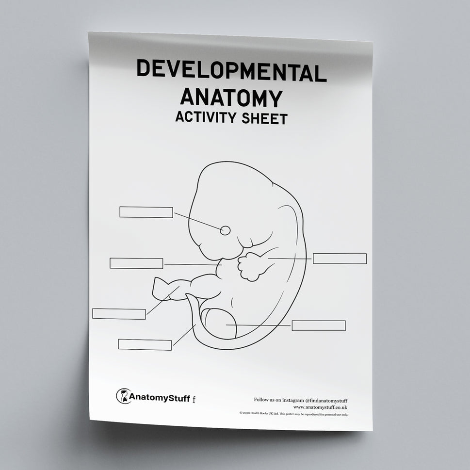 Developmental Anatomy Activity Sheet PDF