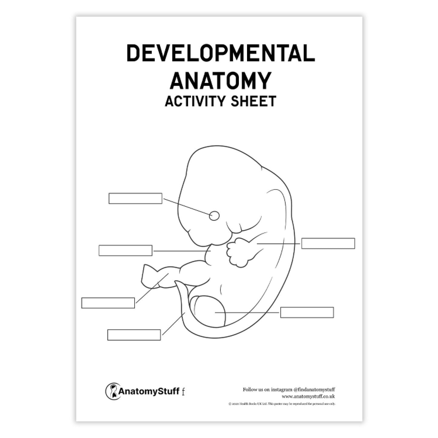 Developmental Anatomy Activity Sheet PDF