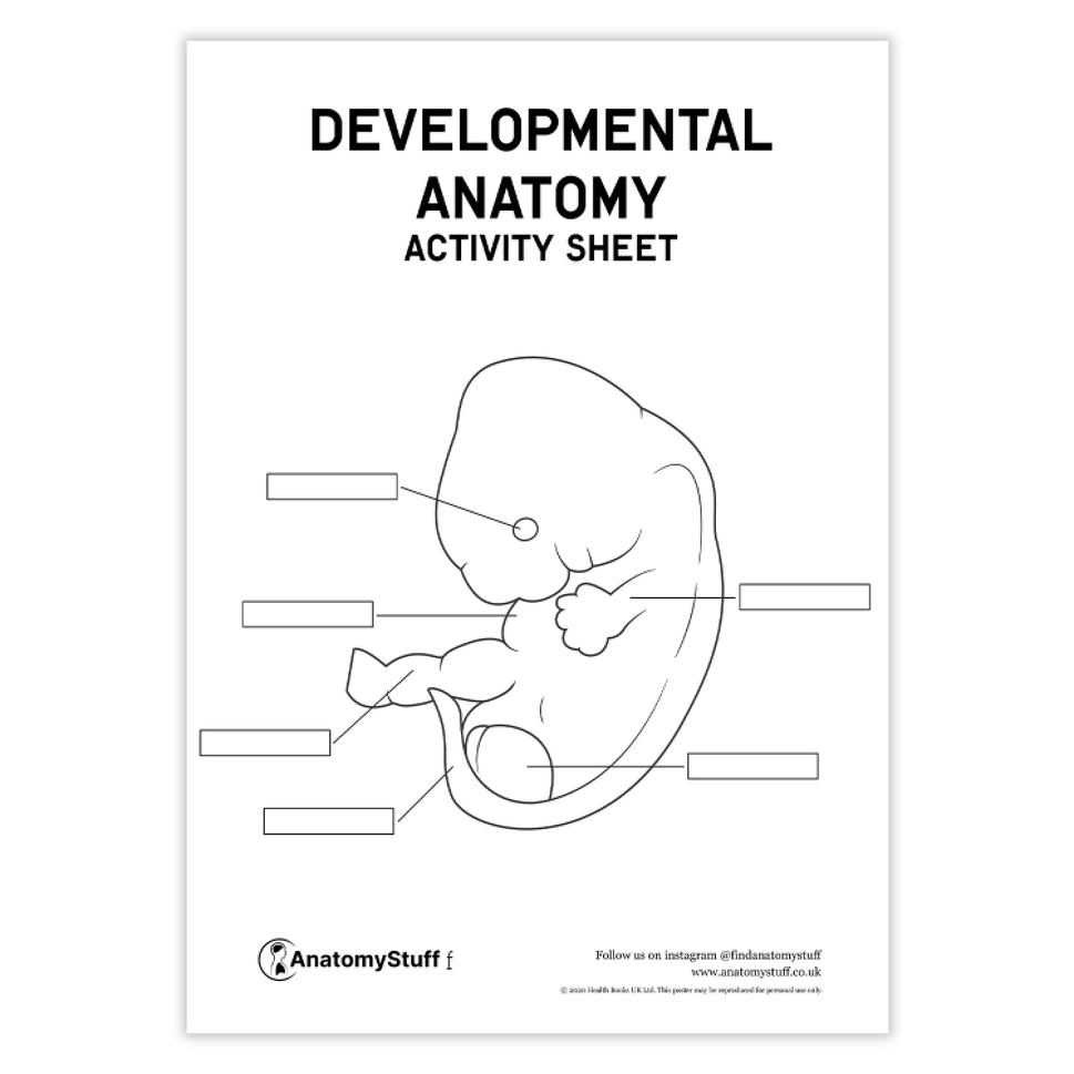 Developmental Anatomy Activity Sheet PDF