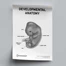 Switch Developmental Anatomy Poster PDF 2 image