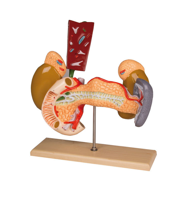 Internal Organs Model (3 times life size, 2 part)
