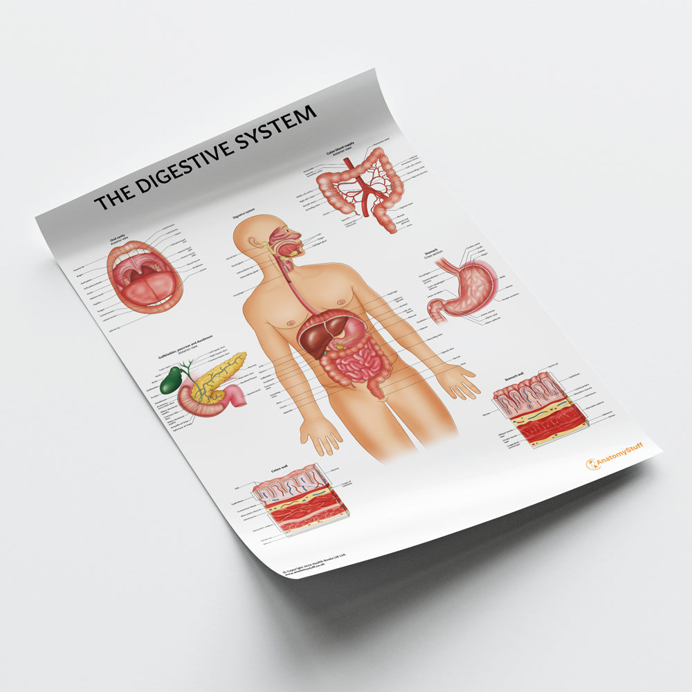 Digestive System Anatomy Chart / Poster - Part of Collection