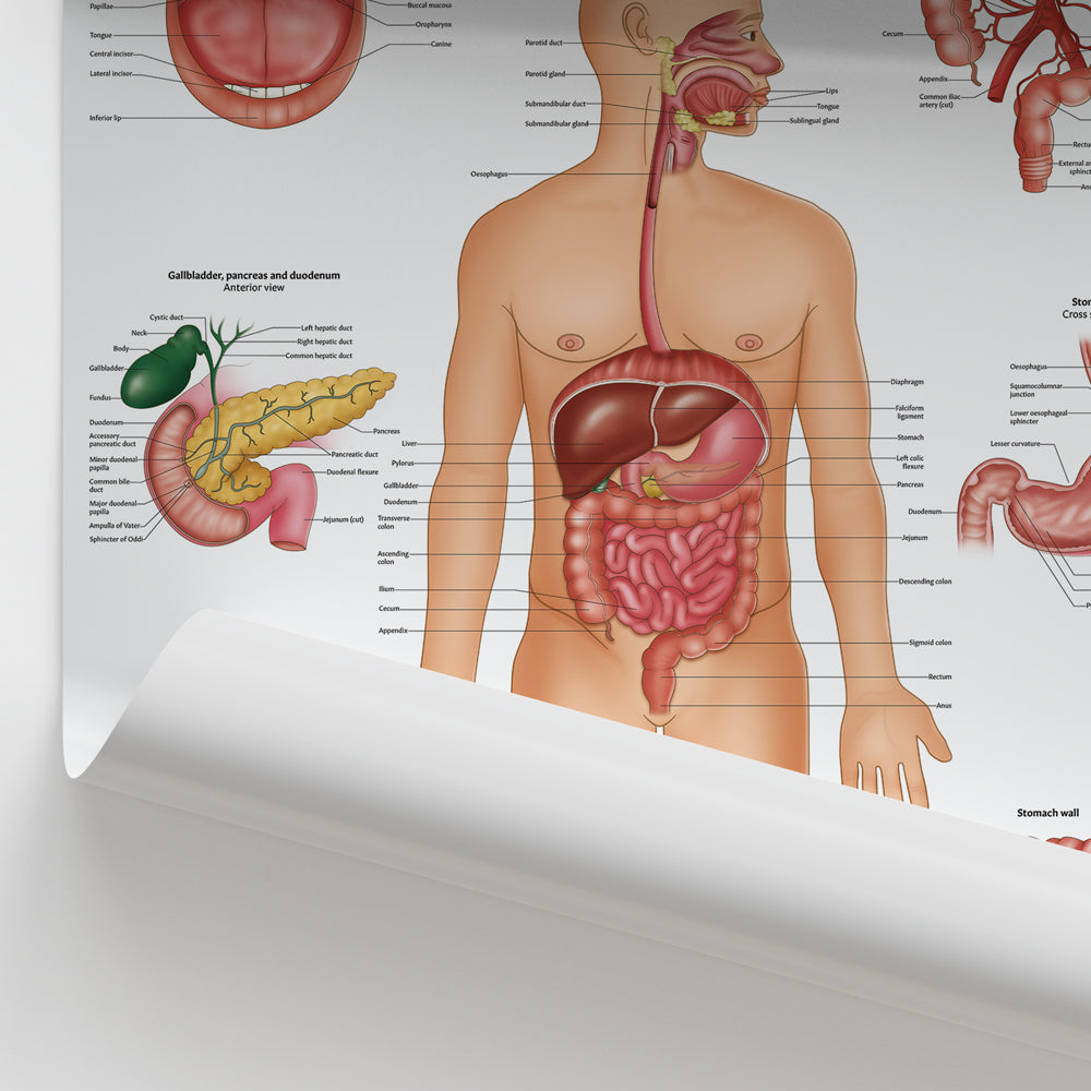 Digestive System Anatomy Chart / Poster - Part of Collection