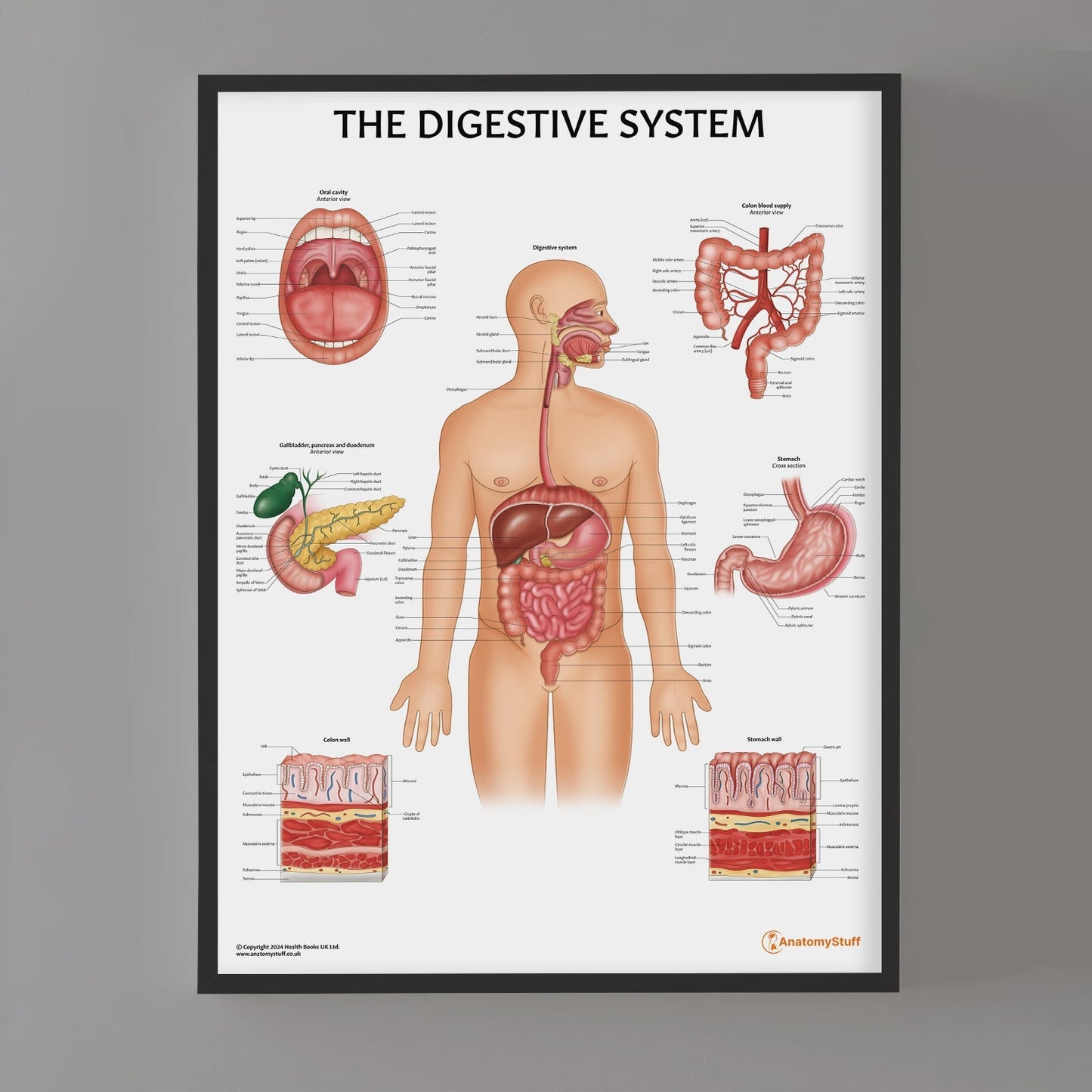 Digestive System Anatomy Chart / Poster - Part of Collection