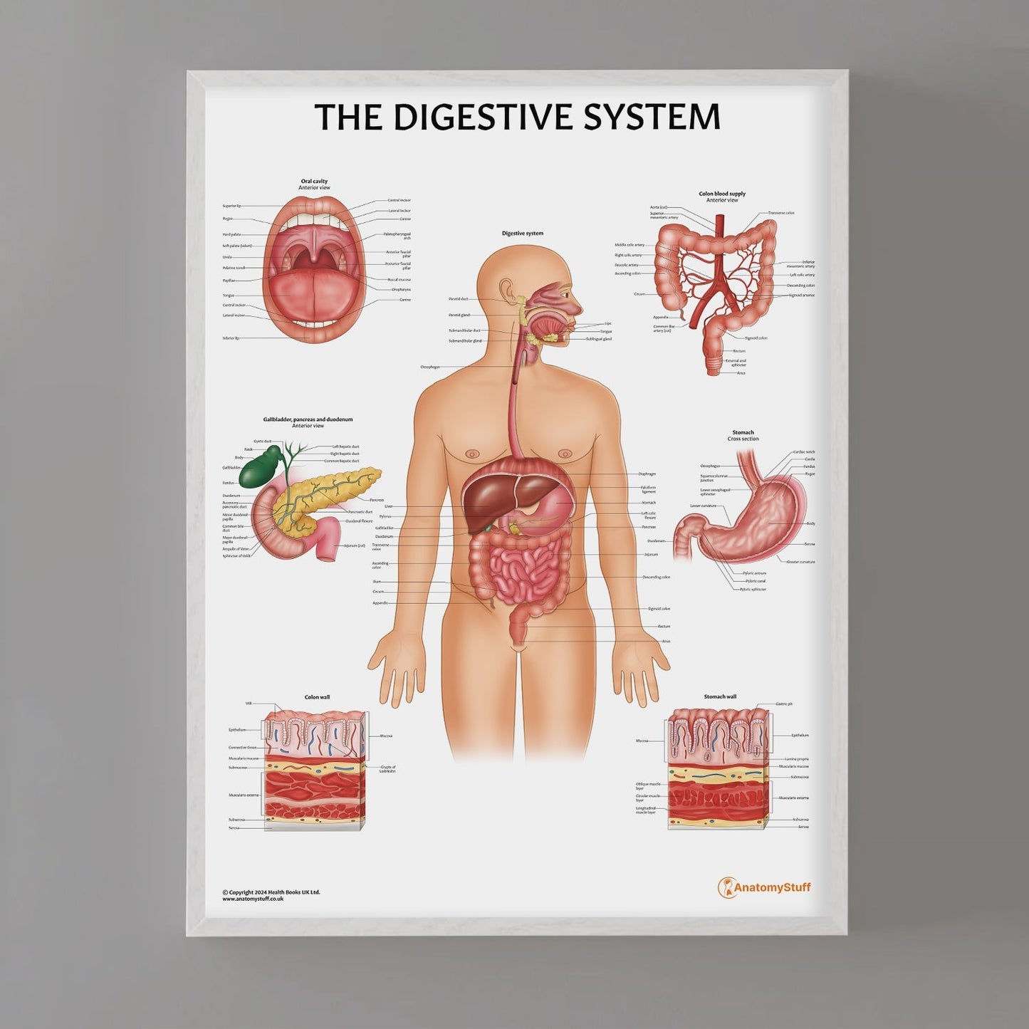 Digestive System Anatomy Chart / Poster - Part of Collection