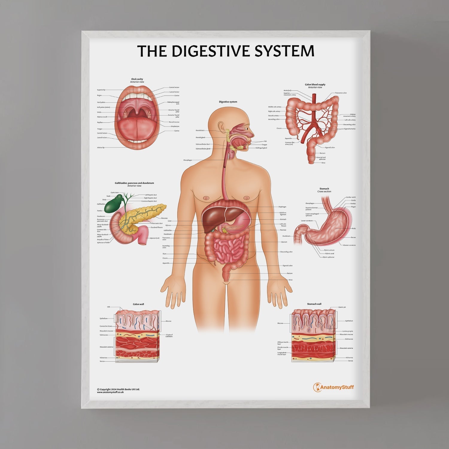 Digestive System Anatomy Chart / Poster - Part of Collection