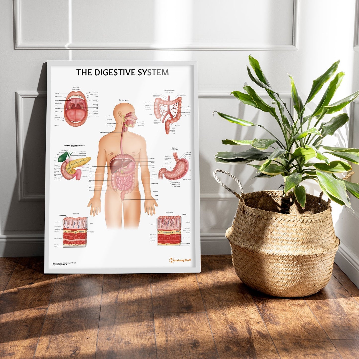 Digestive System Anatomy Chart / Poster - Part of Collection