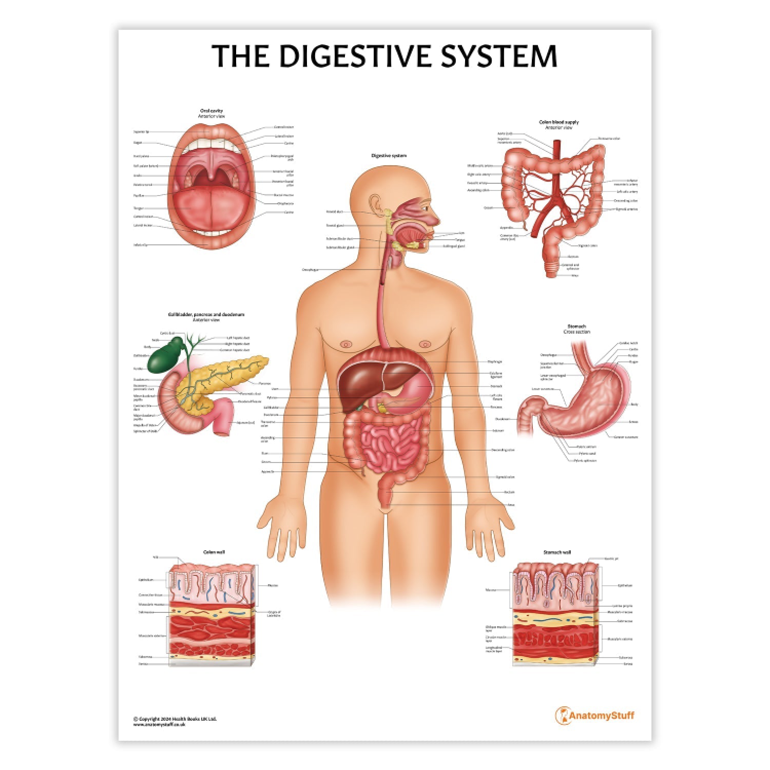 Digestive System Anatomy Chart / Poster - Part of Collection