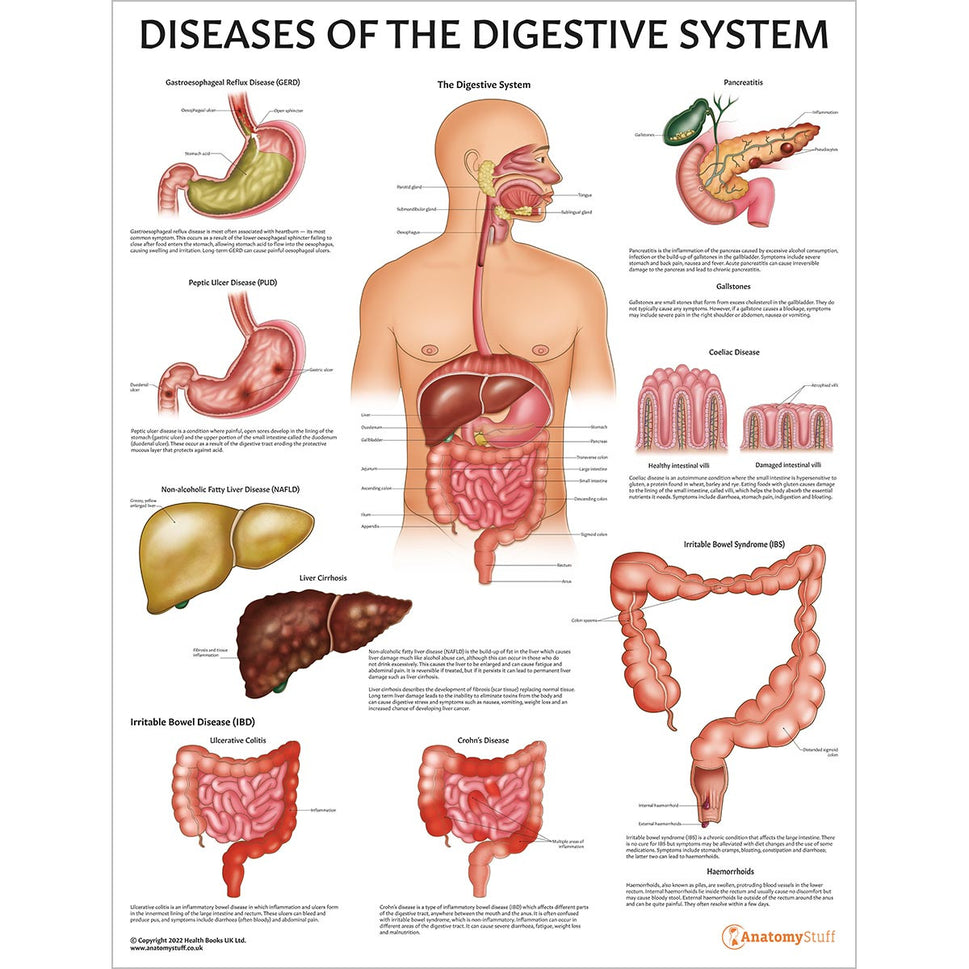 Digestive System Anatomy & Pathology Collection