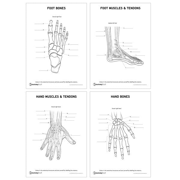 Anatomy Revision Pack including Foot Bones, Foot Muscles & Tendons, Hand Muscles & Tendons and Hand Bones