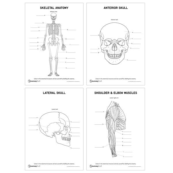 Musculoskeletal Anatomy Revision Pack (Printable PDFs)
