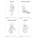 Switch Foot Bones, Foot Muscles &amp; Tendons, Hand Muscles &amp; Tendons and Hand Bones Downloadable Revision Pack 3 image