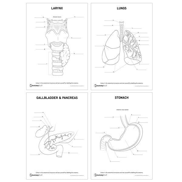 Internal Organs Revision Pack (Printable PDFs)