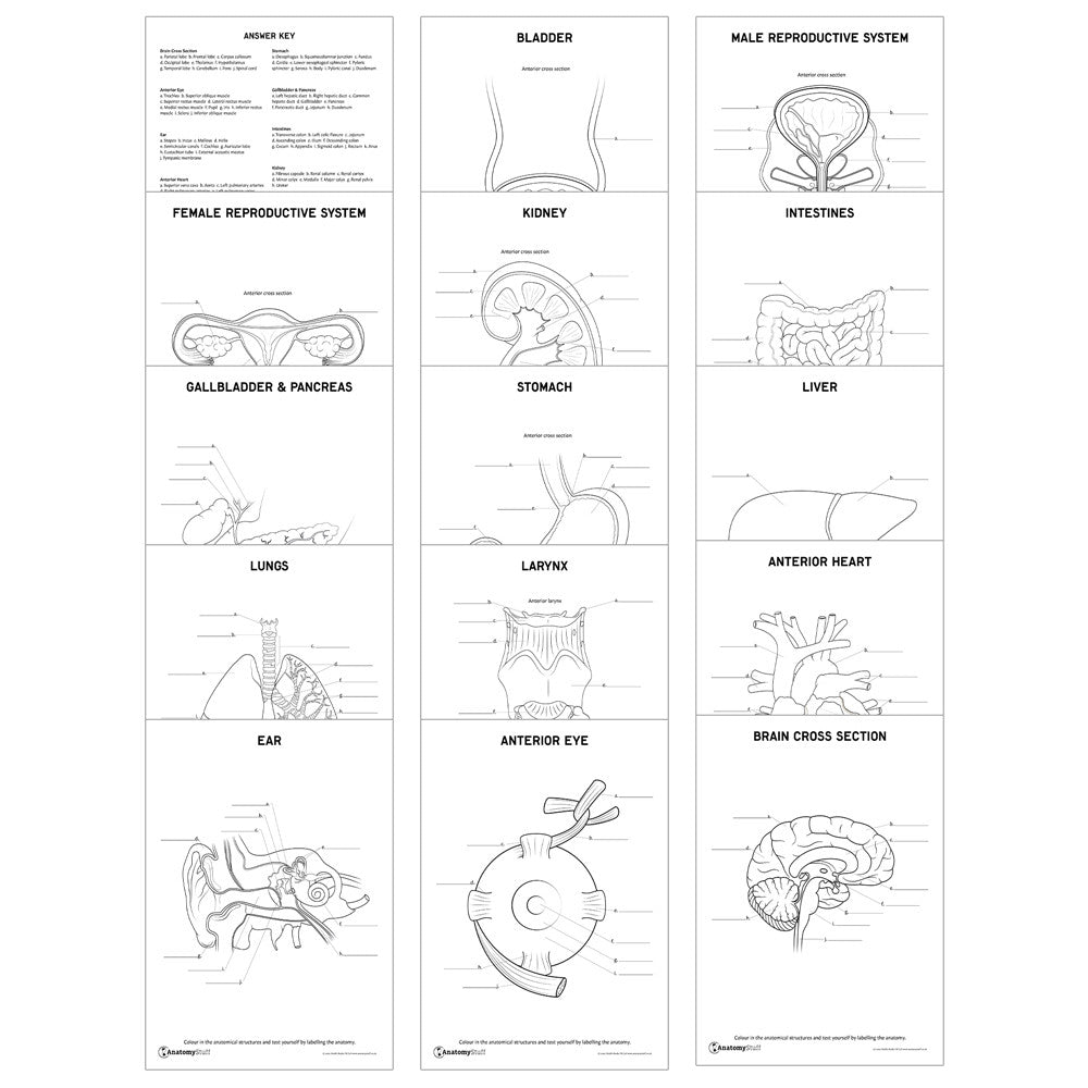 Internal Organs Body Chart.pdf Anatomy PDF Digital Downloads | Activity Worksheets – AnatomyStuff