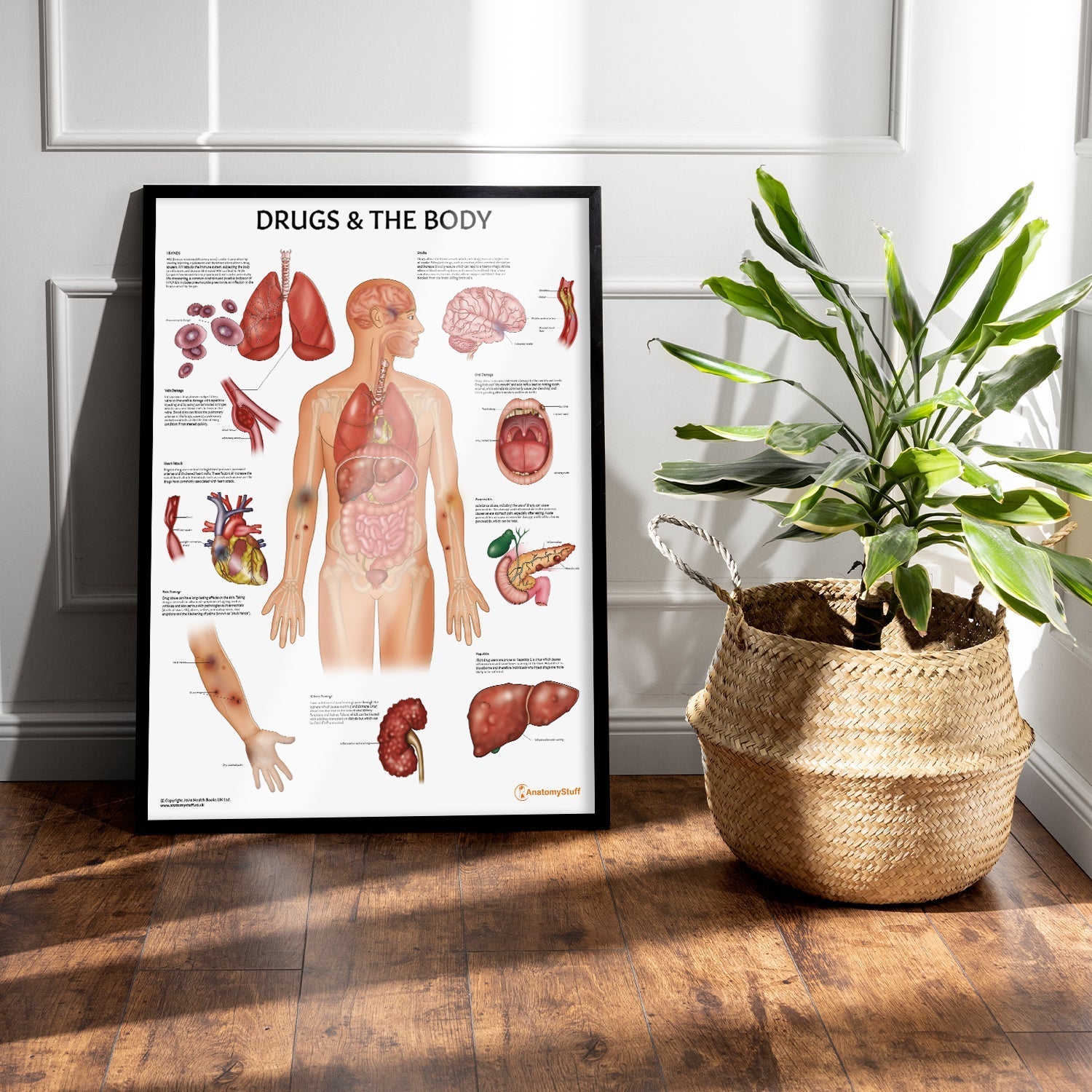 Drugs and The Body Chart / Poster - Part of Collection