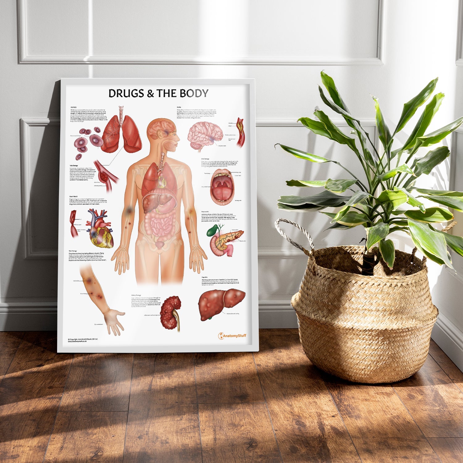 Drugs and The Body Chart / Poster