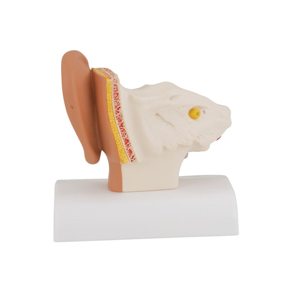 Desktop Ear Model (1.5 times life size)