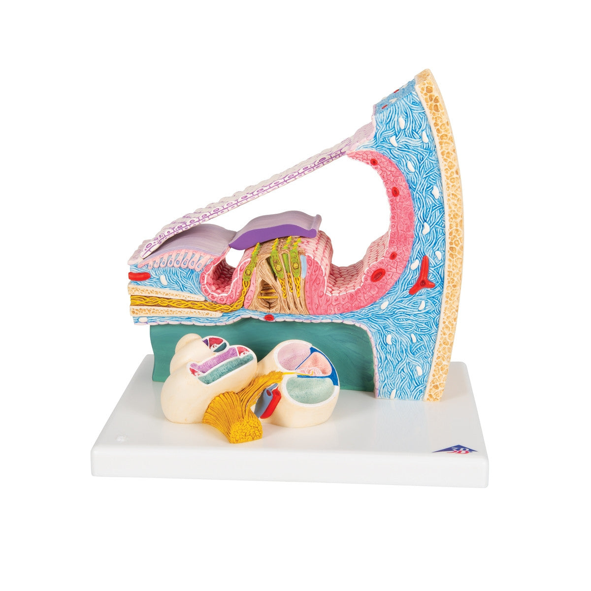 Organ of Corti Model