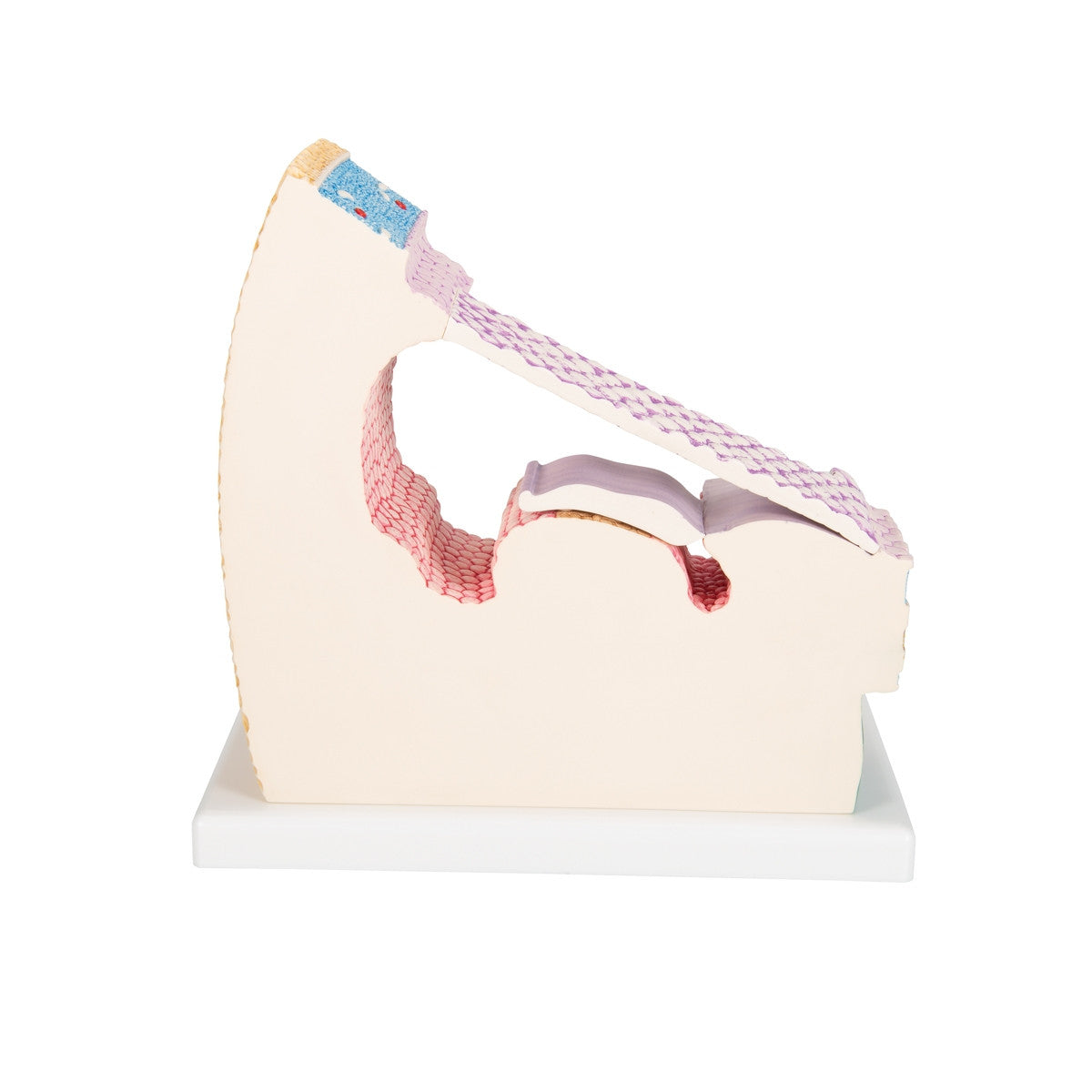 Organ of Corti Model