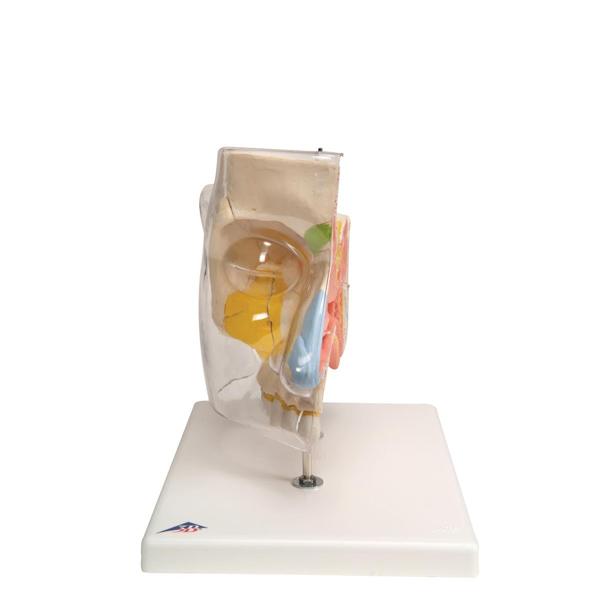 Nose Model with Paranasal Sinuses (5 part)