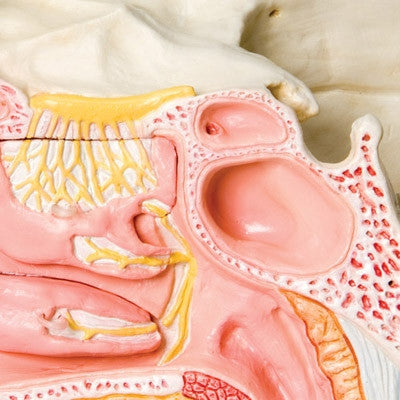 Nose Model with Paranasal Sinuses (5 part)