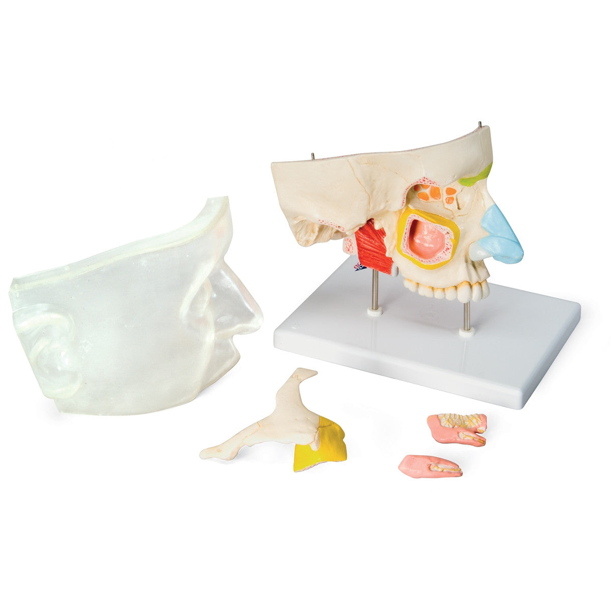 Nose Model with Paranasal Sinuses (5 part)