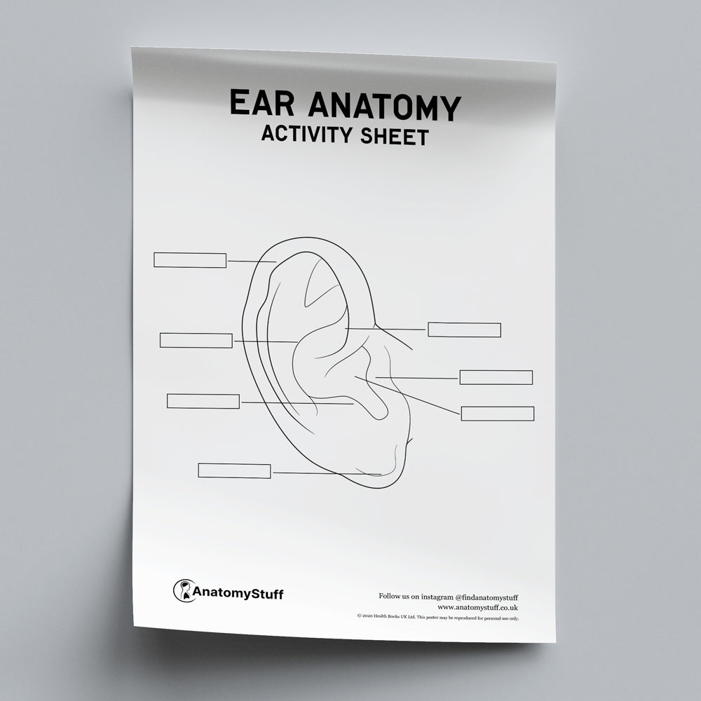 Ear Anatomy Activity Sheet PDF