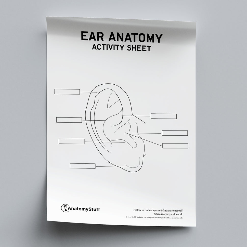 Ear Anatomy Activity Sheet PDF