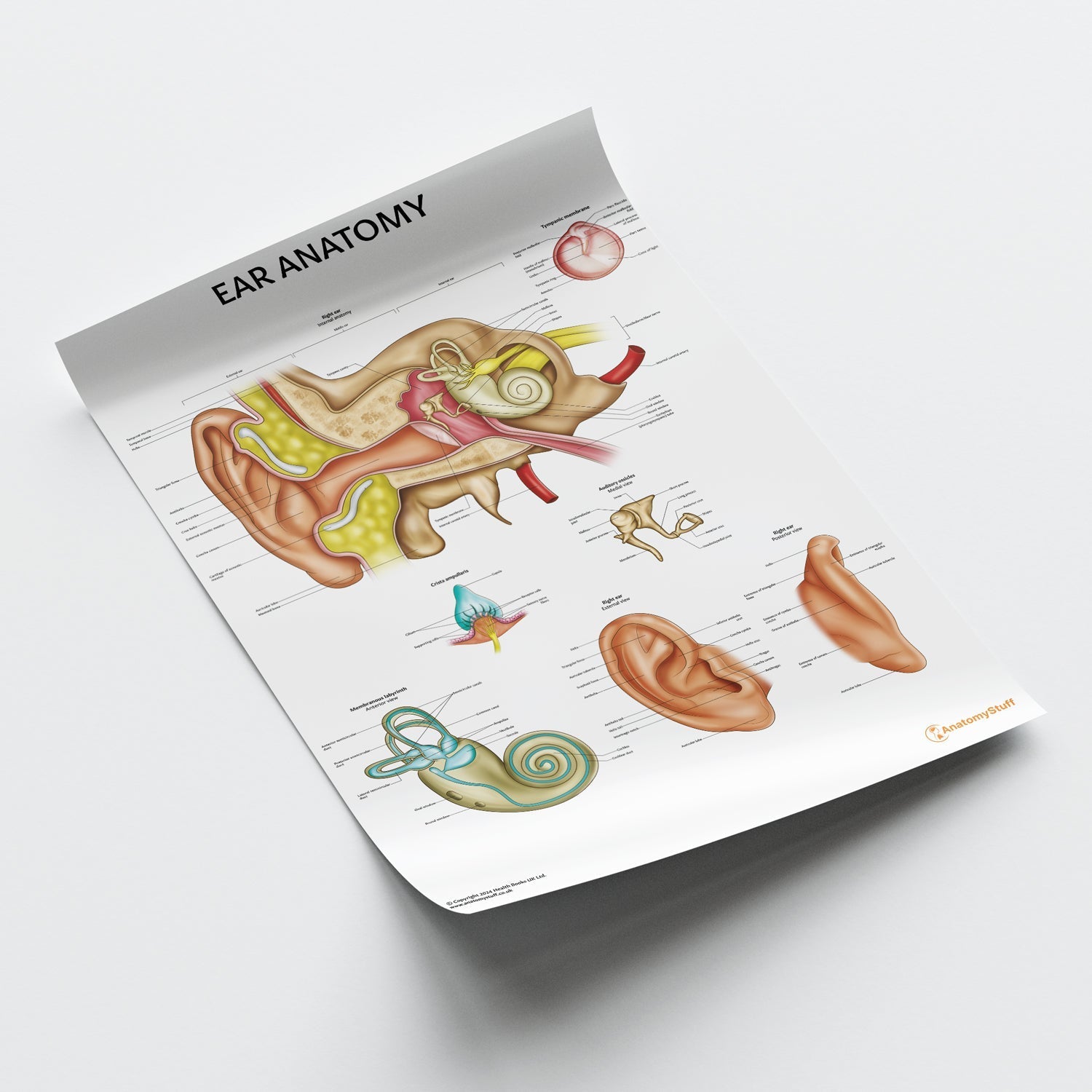 Ear Anatomy Chart / Poster - Part of Collection