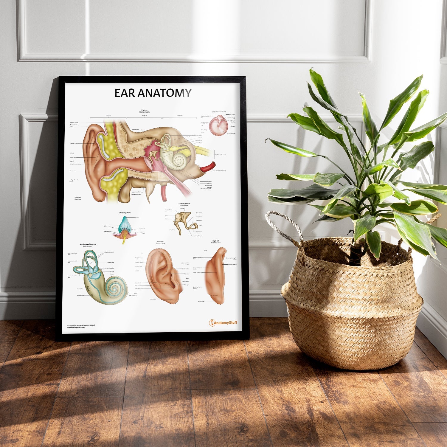 Ear Anatomy Chart / Poster - Part of Collection