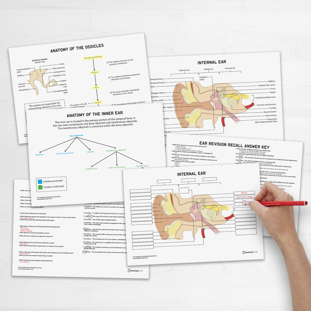 Ear Anatomy Revision Worksheets (Interactive & Printable PDFs)
