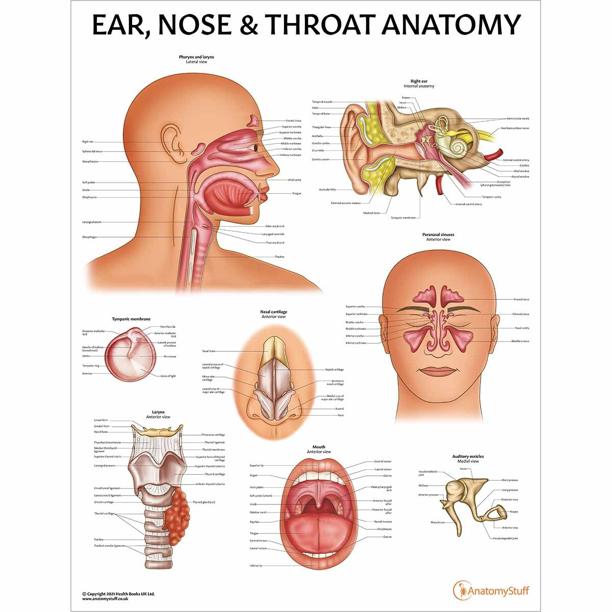 Ear, Nose & Throat Anatomy Poster