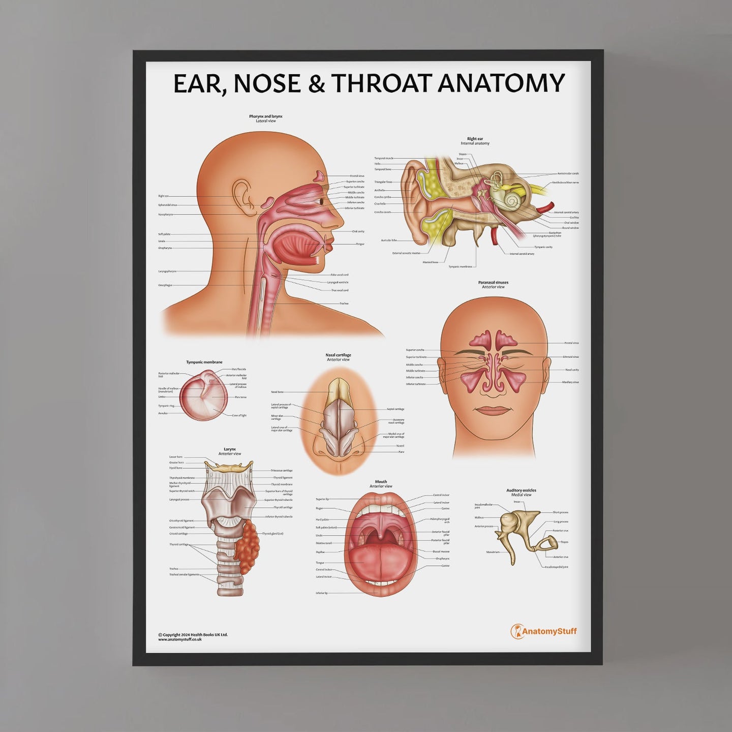 Ear Nose and Throat Chart ENT Poster Vocal Cord AnatomyStuff